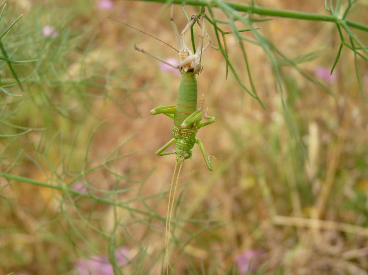 Uromenus (Bolivarius) brevicollis insularis in muta